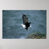 Bald Eagle Landing on Nest Poster (Voorkant)