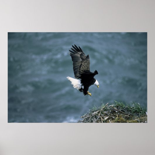 Bald Eagle Landing on Nest Poster (Voorkant)