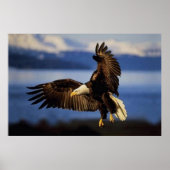 Bald Eagle Landing poster (Voorkant)