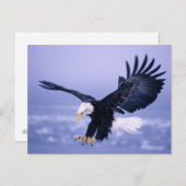 Bald Eagle Landing Wings, verspreid in een Storm, Briefkaart (Voorkant / Achterkant)