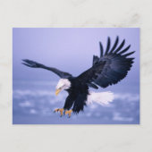 Bald Eagle Landing Wings, verspreid in een Storm, Briefkaart (Voorkant)