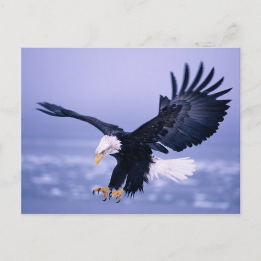 Bald Eagle Landing Wings, verspreid in een Storm, Briefkaart (Voorkant)