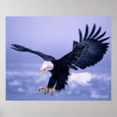 Bald Eagle Landing Wings, verspreid in een Storm, Poster (Voorkant)