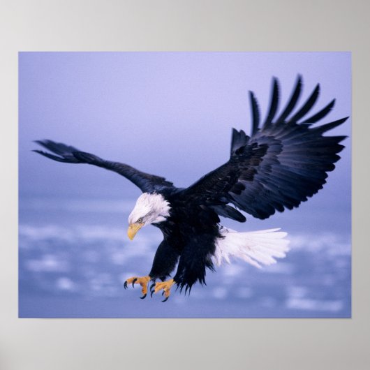 Bald Eagle Landing Wings, verspreid in een Storm, Poster (Voorkant)