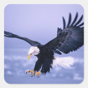Bald Eagle Landing Wings, verspreid in een Storm, Vierkante Sticker