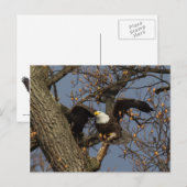 Bald Eagle Launch Briefkaart (Voorkant / Achterkant)