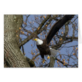 Bald Eagle Leap (Voorkant Horizontaal)