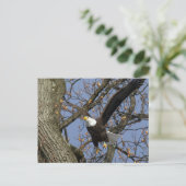 Bald Eagle Leap Briefkaart (Staand voorkant)
