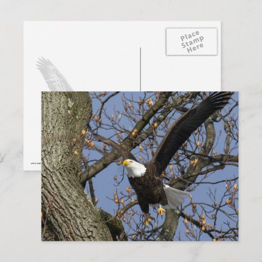 Bald Eagle Leap Briefkaart (Voorkant / Achterkant)