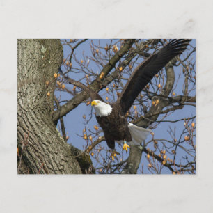 Bald Eagle Leap Briefkaart