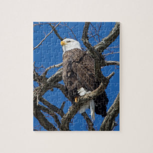 Bald Eagle Legpuzzel