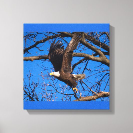 Bald Eagle Liftoff Canvas Afdruk (Voorkant)