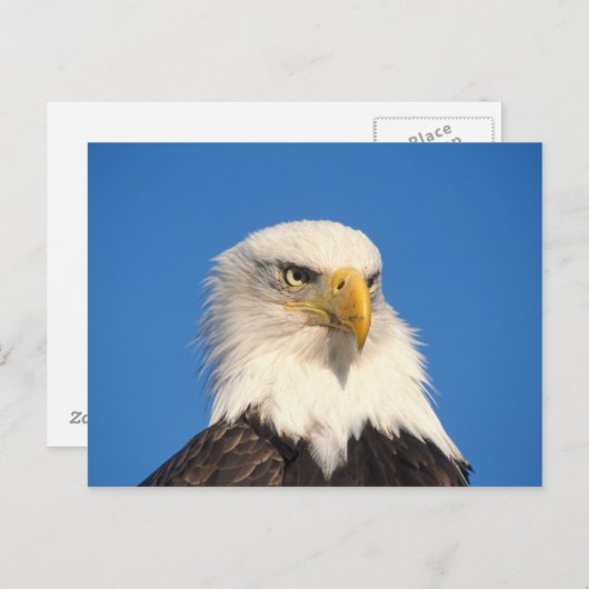 Bald Eagle Look Briefkaart (Voorkant / Achterkant)
