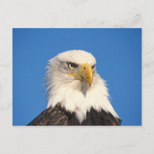 Bald Eagle Look Briefkaart