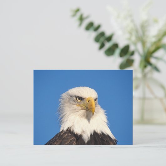 Bald Eagle Look Briefkaart (Staand voorkant)