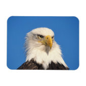 Bald Eagle Look Magneet (Horizontaal)