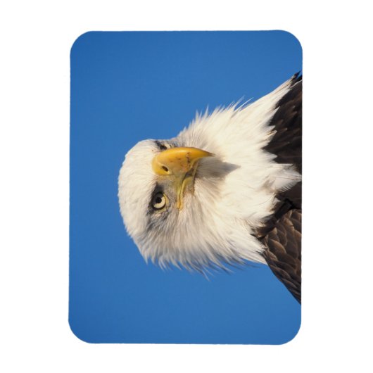 Bald Eagle Look Magneet (Verticaal)