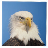 Bald Eagle Look Tegeltje (Voorkant)