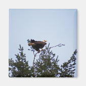 Bald Eagle Magneet (Voorkant)