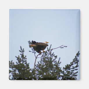 Bald Eagle Magneet