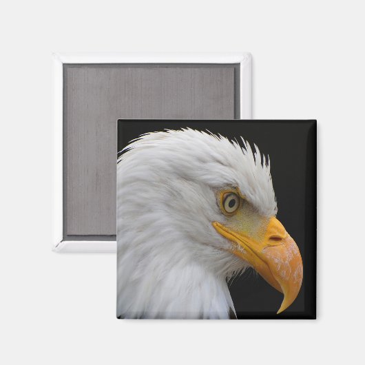 Bald Eagle Magneet (Voorkant / Achterkant)