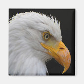 Bald Eagle Magneet (Voorkant)