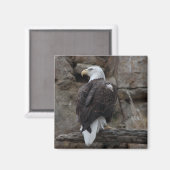Bald Eagle Magneet (Voorkant / Achterkant)