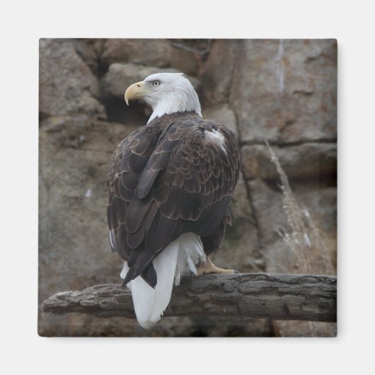 Bald Eagle Magneet (Voorkant)
