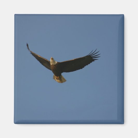Bald Eagle Magneet (Voorkant)