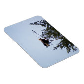 Bald Eagle Magneet (Rechterzijde)