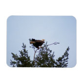 Bald Eagle Magneet (Horizontaal)