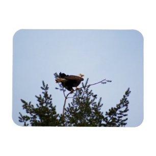 Bald Eagle Magneet