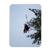 Bald Eagle Magneet (Verticaal)