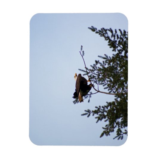 Bald Eagle Magneet (Verticaal)