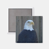 Bald Eagle Magneet (Voorkant / Achterkant)