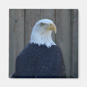 Bald Eagle Magneet (Voorkant)