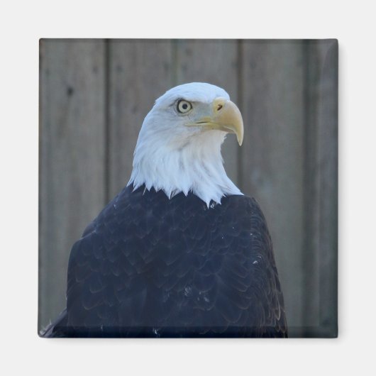 Bald Eagle Magneet (Voorkant)