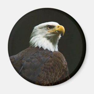 Bald Eagle Magneet