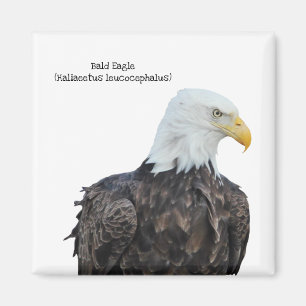 Bald Eagle Magneet