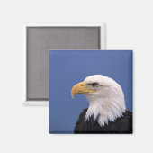 Bald Eagle Magneet (Voorkant / Achterkant)