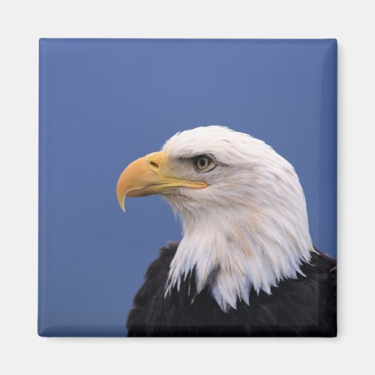 Bald Eagle Magneet (Voorkant)