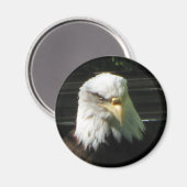 Bald Eagle Magneet (Voorkant / Achterkant)