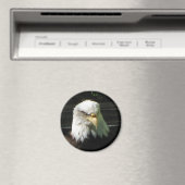 Bald Eagle Magneet (Insitu (Vaatwasser))
