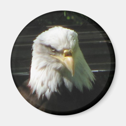 Bald Eagle Magneet (Voorkant)