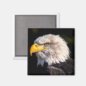 Bald Eagle Magneet (Voorkant / Achterkant)