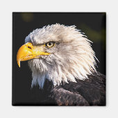 Bald Eagle Magneet (Voorkant)