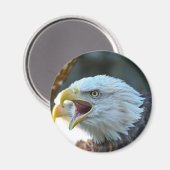 Bald Eagle Magneet (Voorkant / Achterkant)