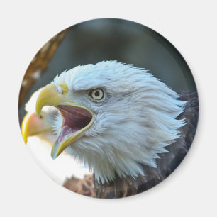 Bald Eagle Magneet