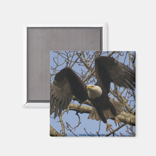 Bald Eagle Magnet (Voorkant / Achterkant)