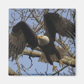 Bald Eagle Magnet (Voorkant)